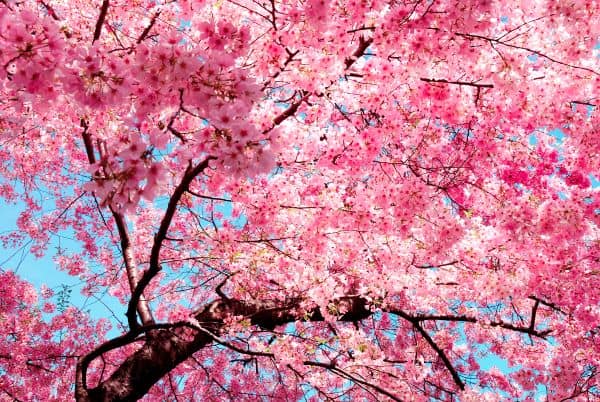 Where and when to see cherry blossom trees