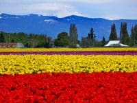 Skagit Valley Tulip fields