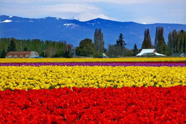 Skagit Valley Tulip fields