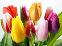 bouquet of colorful tulips