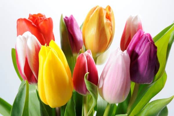 bouquet of colorful tulips