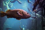 Vermillion Rockfish (Sebastes miniatus)