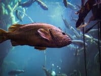Vermillion Rockfish (Sebastes miniatus)