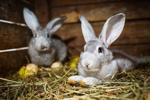 real easter bunny rabbits