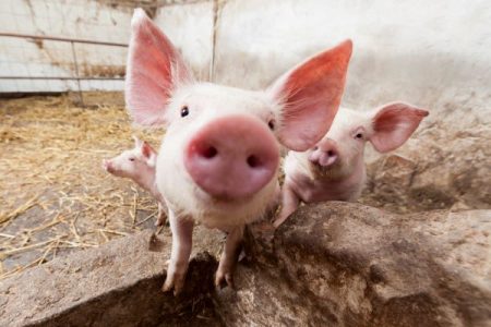 young pigs on a farm