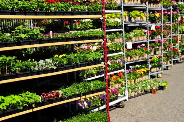 rack of plants for sale at garden store