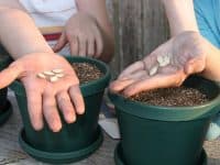 Planting vegetable seeds in a container garden