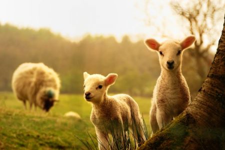 Sheep and lambs in a field