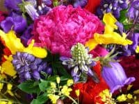 Summer flowers at the farmers market 2011 photo by Carole Cancler
