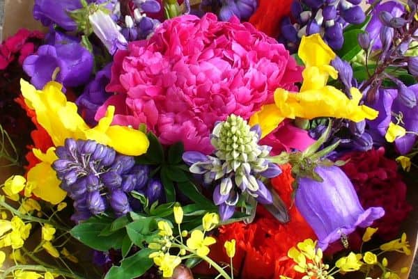 Summer flowers at the farmers market 2011 photo by Carole Cancler