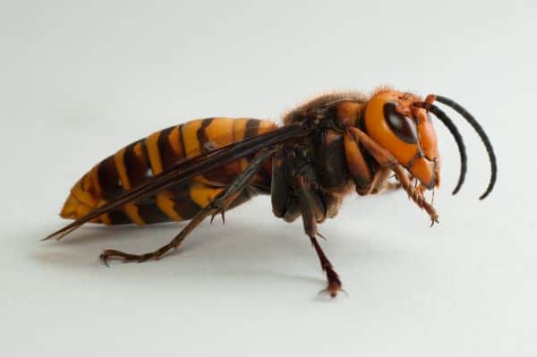 Asian giant hornet sting venom