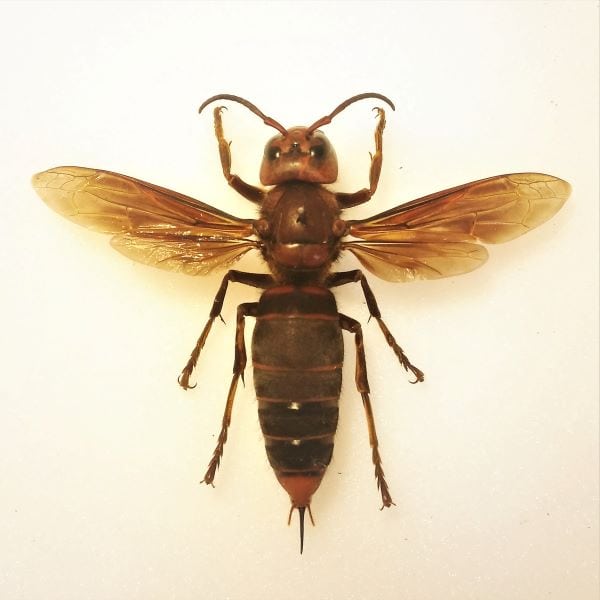 Asian giant hornet (Vespa Mandarinia) 2019 photo by Filippo Turetta (CC4)