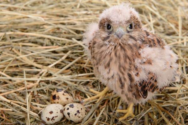 falcon bird nest and eggs