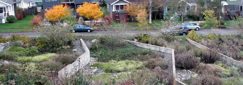 Rain garden at Maple Leaf Reservoir Park. Photo by Seattle Parks (CC2)