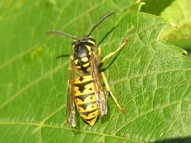 Yellow jacket wasp 2004 photo by Marek_bydg (CC4)