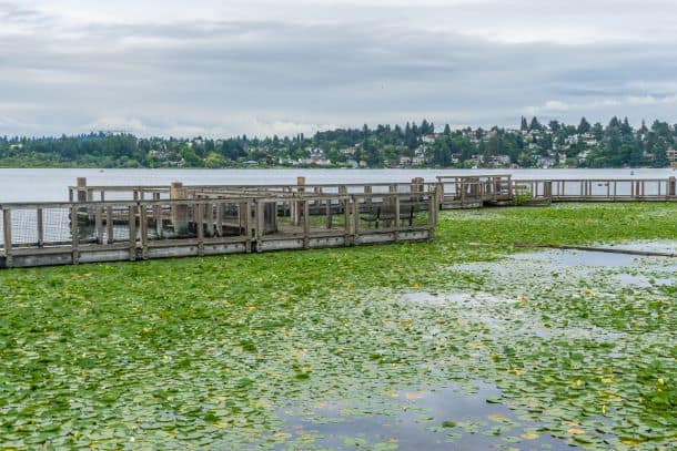 Seattle arboretum wooden walkway