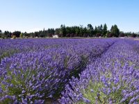 Lavender field in Sequim WA