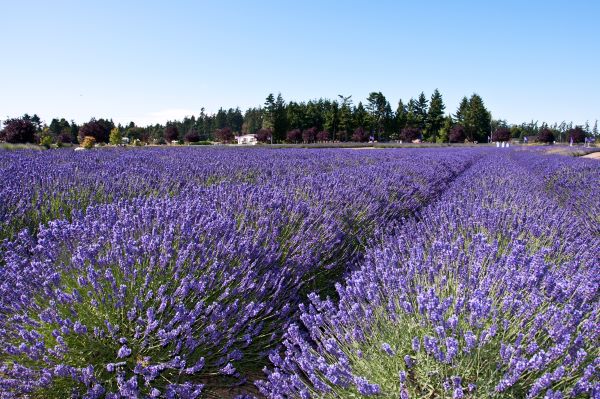 Lavender field in Sequim WA