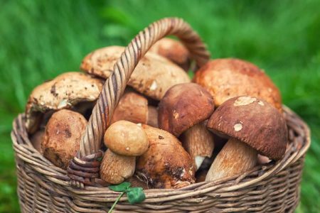 basket of freshly picked wild mushrooms