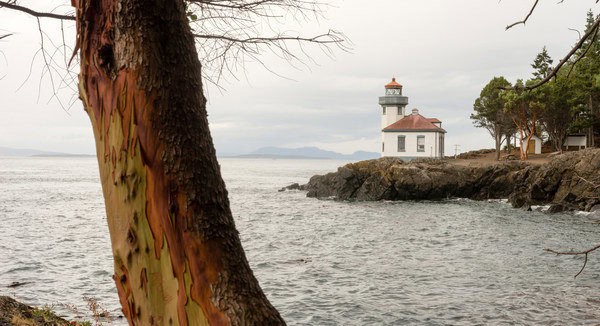 Madrona Tree frames Lime Kiln Lighthouse on San Juan Island overlooking Haro Strait