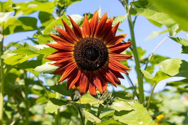 Red sunflower variety