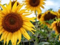 Field of yellow sunflowers