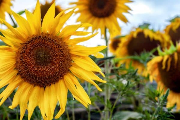 Field of yellow sunflowers