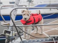 terrier dog in a life vest standing on a sailboat