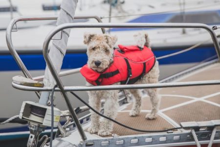 terrier dog in a life vest standing on a sailboat