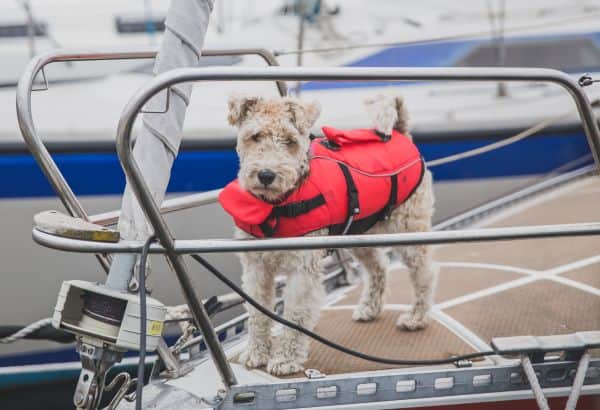 terrier dog in a life vest standing on a sailboat