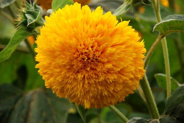 Teddy Bear Sunflower