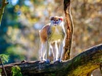 Patas monkey on a tree branch