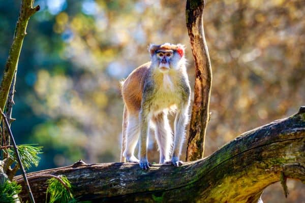 Patas monkey on a tree branch