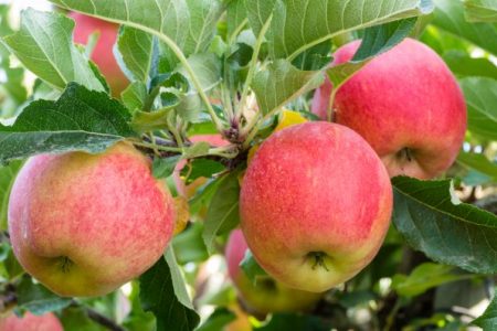 apples growing on trees