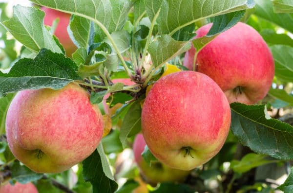 apples growing on trees