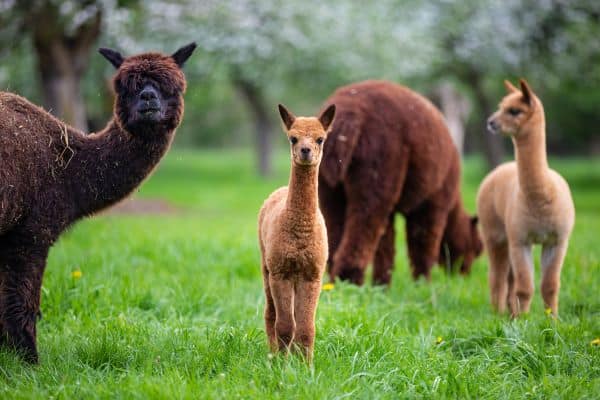 Group of brown alpacas grazing