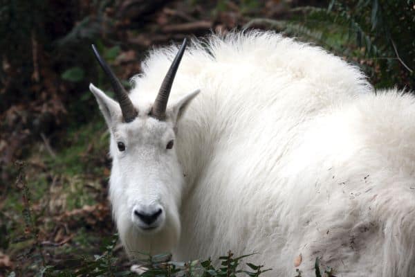 mountain goats live on steep mountain slopes in the Rocky and Cascade Mountains, and Olympic Peninsula.