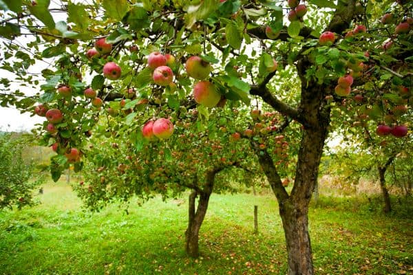Apple orchard