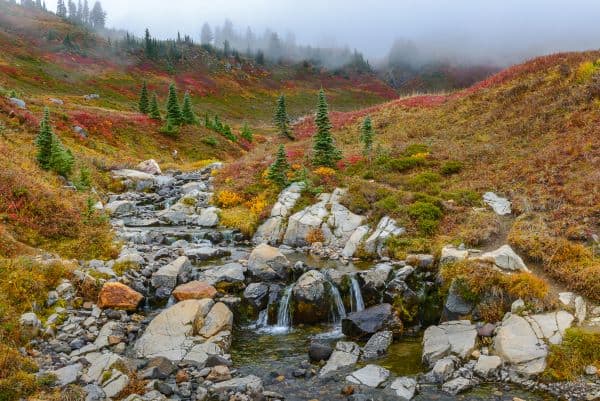 Edith Creek Fall Color Ian McRae (via VistiRainier.com)