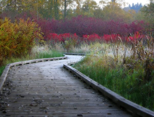 Fall color in Mercer Slough photo by Jean Bragassa (CC2)