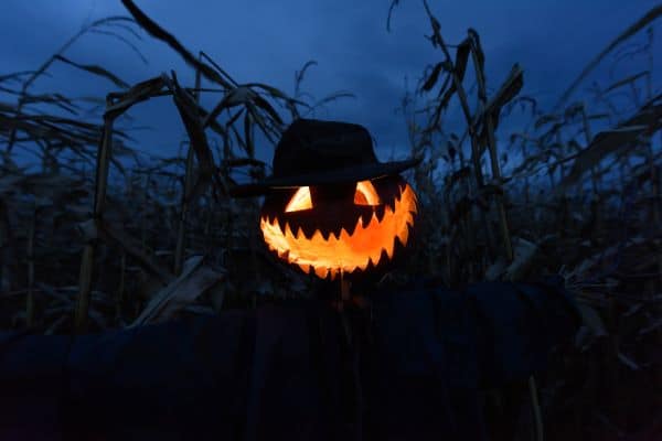 Scary Halloween pumpkin in a corn field at night