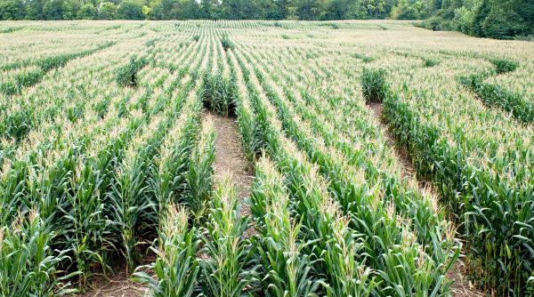 Aerial view of corn maze