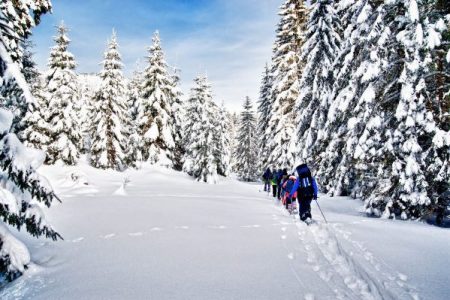 snowshoe hikers in a mountain forest