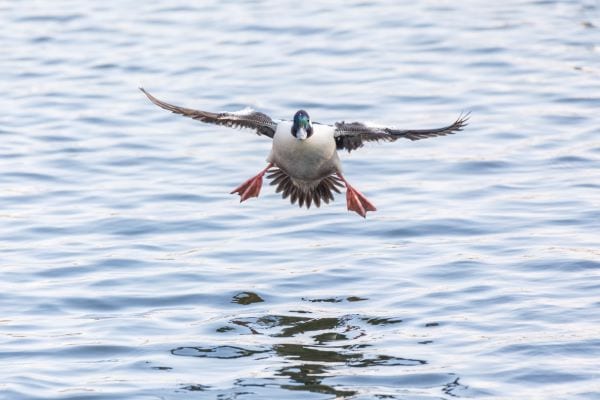 Male bufflehead duck landing on water