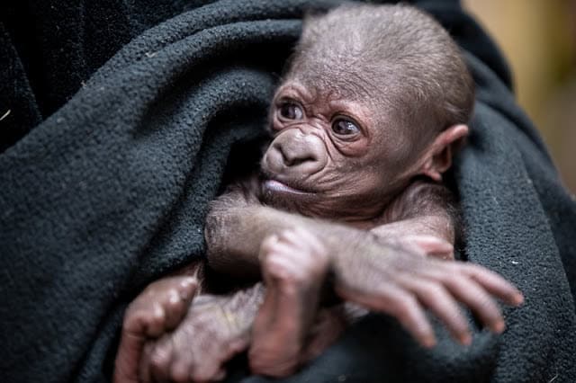 Baby gorilla January 2021 Photos by Jeremy Dwyer-Lindgren, Woodland Park Zoo