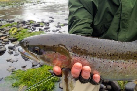 Fisherman holding steelhead trout