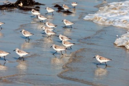 sandpipers running on the beach