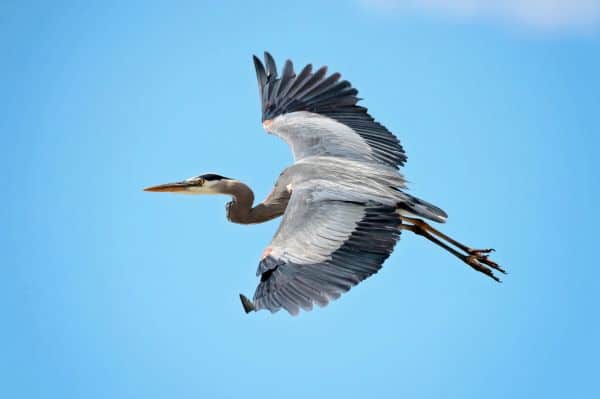 Great Blue Heron in flight