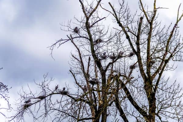 Great Blue Heron nesting colonies