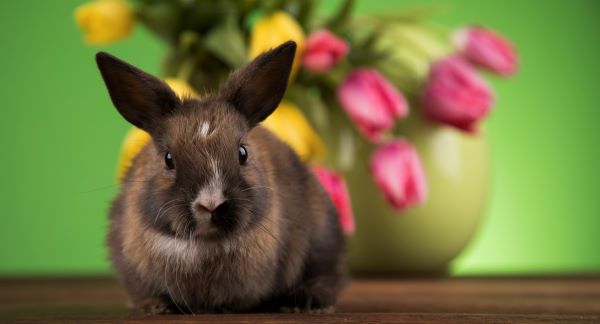 Cute bunny sitting in front of a vase of spring tulips